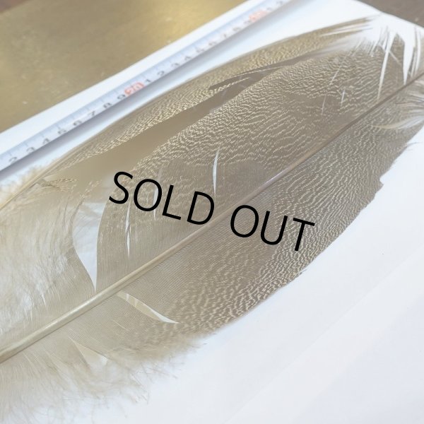 画像4: 【CANAL】Kori Bustard Sサイズ(スペックルドバスタード) No.3 (4)