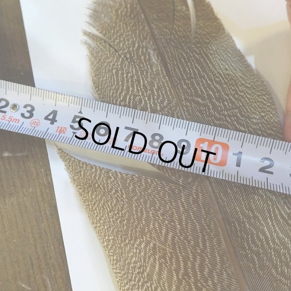 画像6: 【CANAL】Kori Bustard Sサイズ(スペックルドバスタード) No.3 (6)