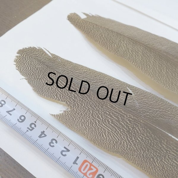 画像3: 【CANAL】Kori Bustard Sサイズ(スペックルドバスタード) No.2 (3)