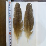 クイル - DOLLYVARDEN FLY FISHING SHOP