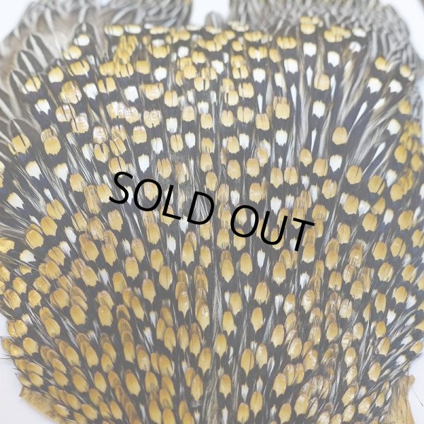 画像3: ジャングルコック AAA-1 (3)