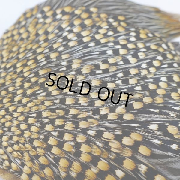 画像5: ジャングルコック AAA-2 (5)