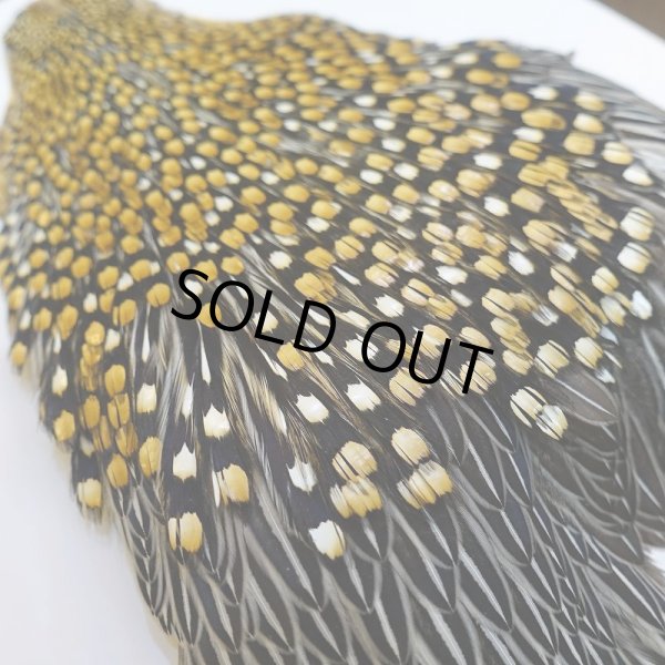 画像8: ジャングルコック AAA-1 (8)