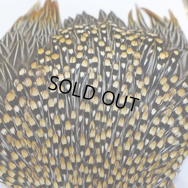 画像3: ジャングルコック AAA-2 (3)