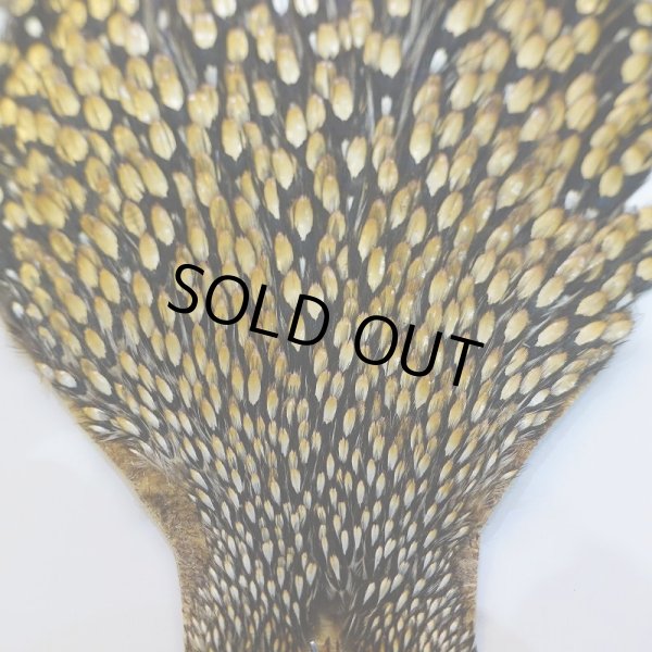 画像2: ジャングルコック AA-4 (2)