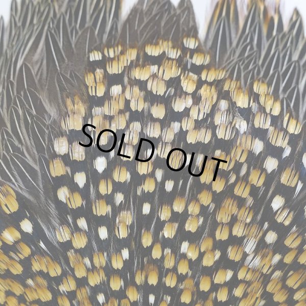 画像7: ジャングルコック AA-1 (7)