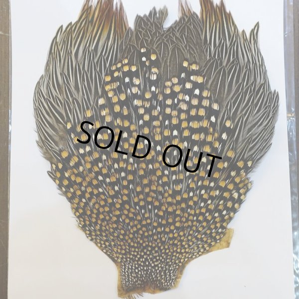 画像2: ジャングルコック S-1 (2)