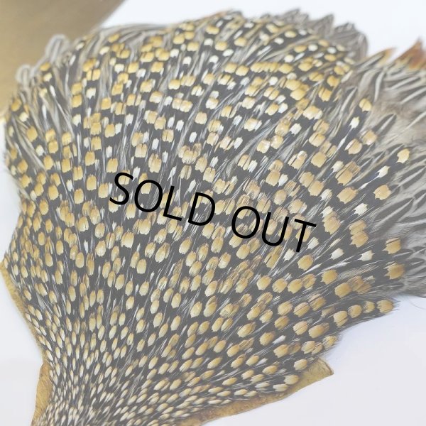 画像8: ジャングルコック AAA-3 (8)