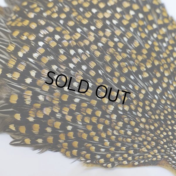 画像6: ジャングルコック S-1 (6)