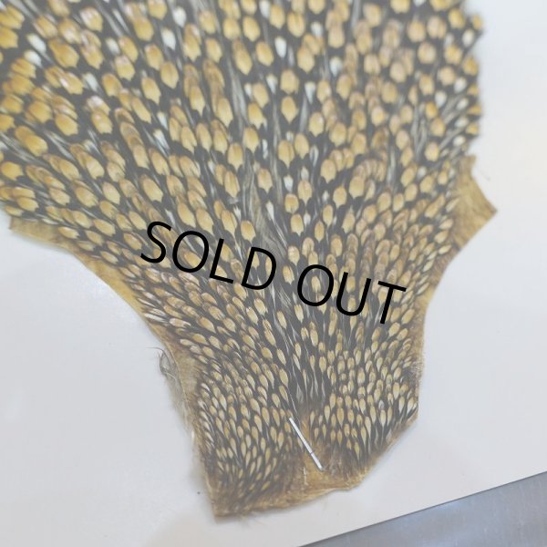 画像4: ジャングルコック AAA-1 (4)