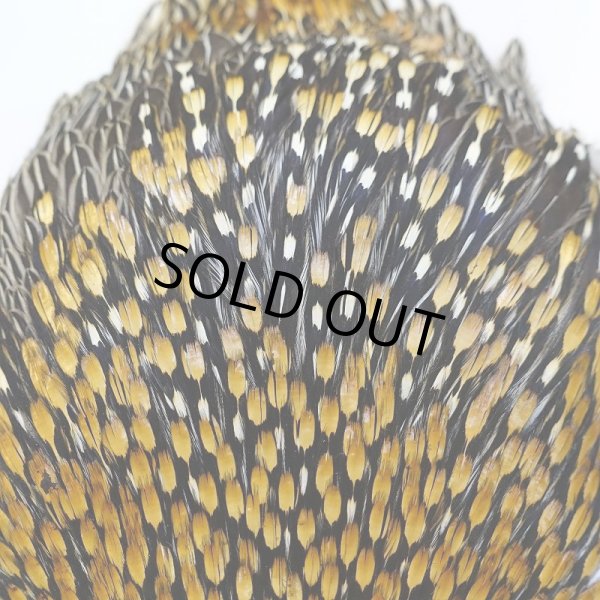 画像5: ジャングルコック AA-3 (5)