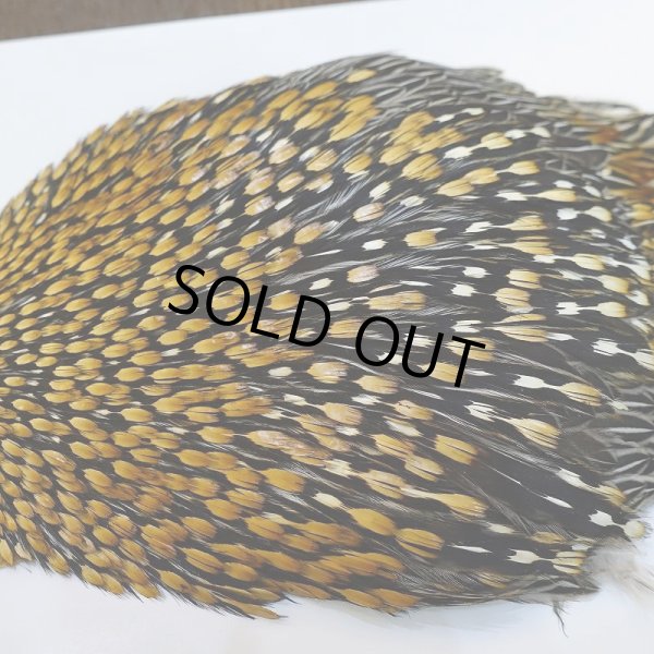 画像6: ジャングルコック AA-3 (6)