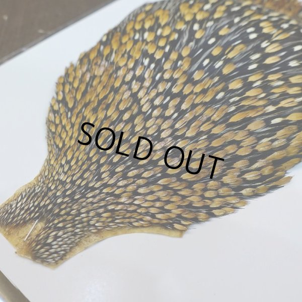 画像2: ジャングルコック AA-3 (2)