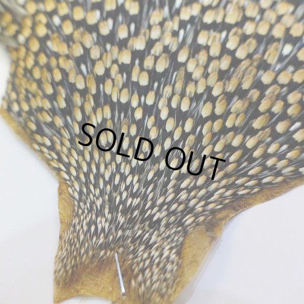 画像2: ジャングルコック AAA-3 (2)