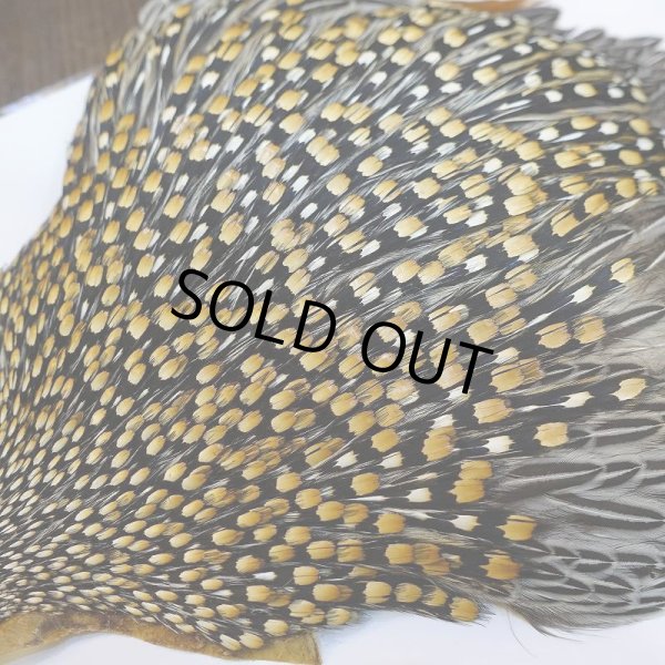 画像6: ジャングルコック AAA-3 (6)