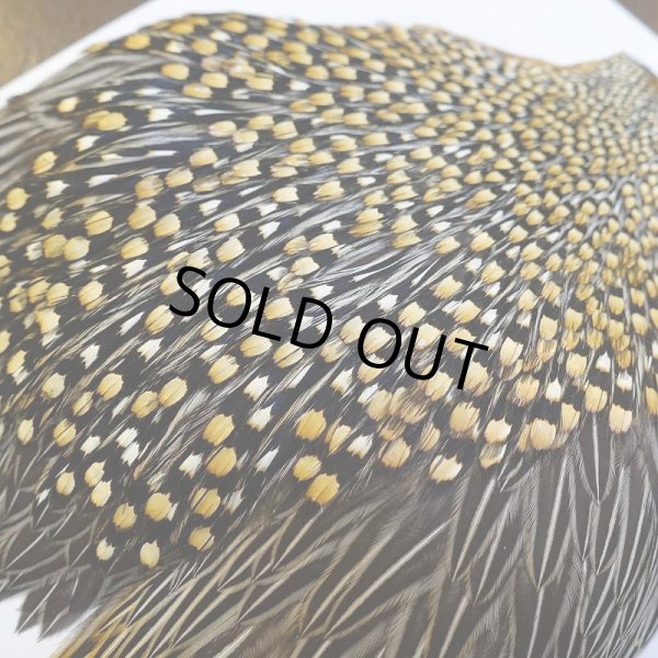 画像7: ジャングルコック AAA-2 (7)