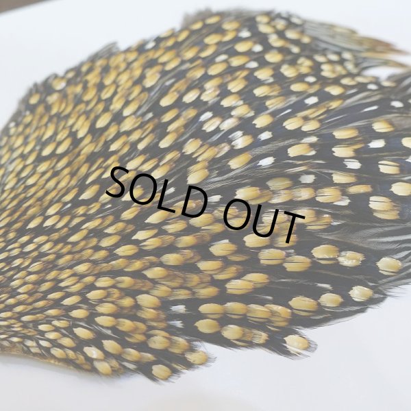 画像5: ジャングルコック AA-4 (5)