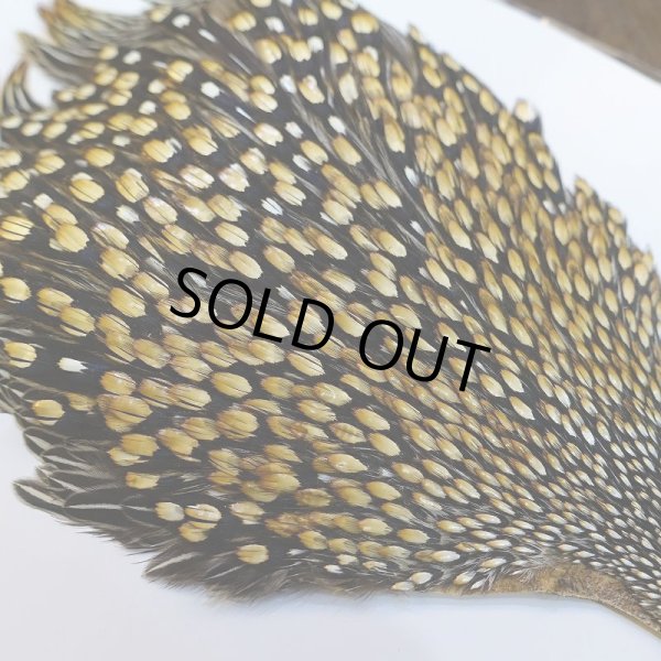 画像4: ジャングルコック AA-4 (4)