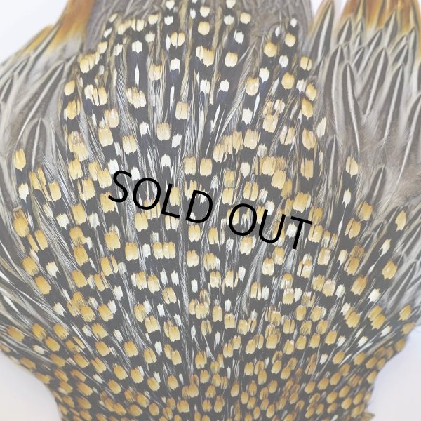 画像5: ジャングルコック AAA-3 (5)