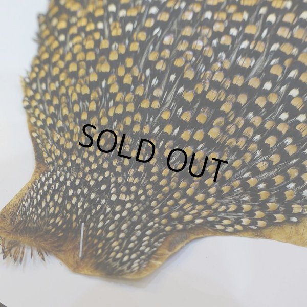 画像7: ジャングルコック S-1 (7)