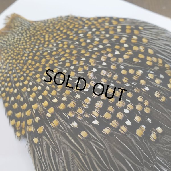 画像9: ジャングルコック S-1 (9)