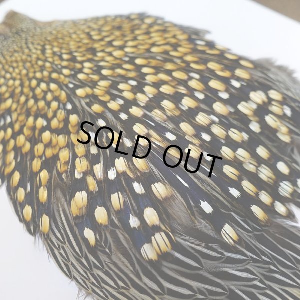 画像7: ジャングルコック AA-4 (7)