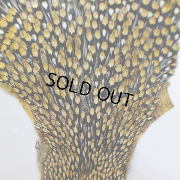 画像2: ジャングルコック AAA-1 (2)