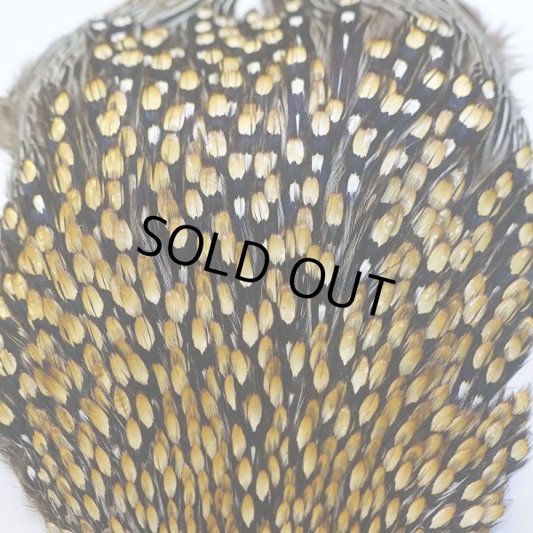 画像3: ジャングルコック AA-4 (3)