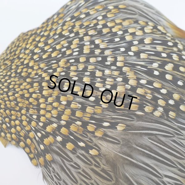 画像7: ジャングルコック AAA-3 (7)