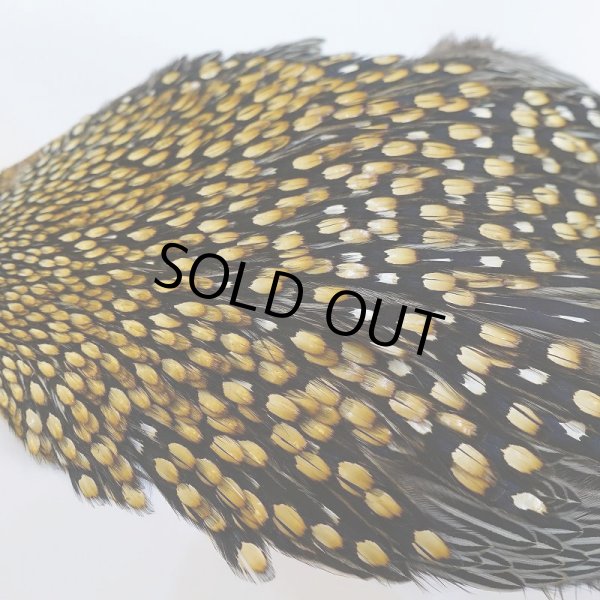 画像6: ジャングルコック AA-4 (6)