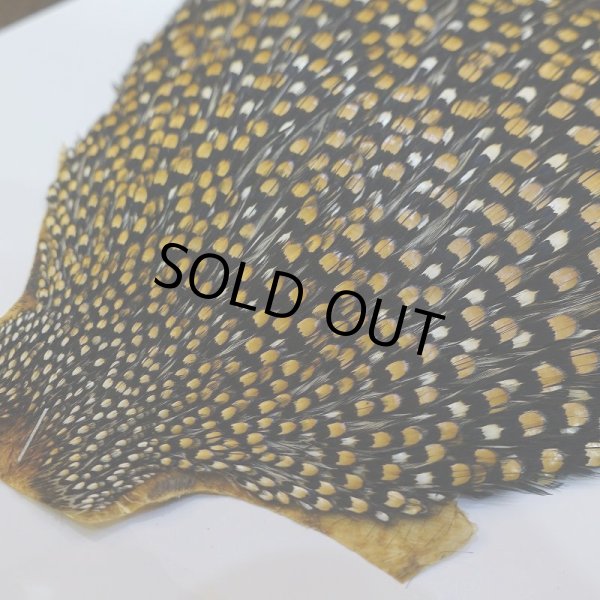 画像5: ジャングルコック S-1 (5)