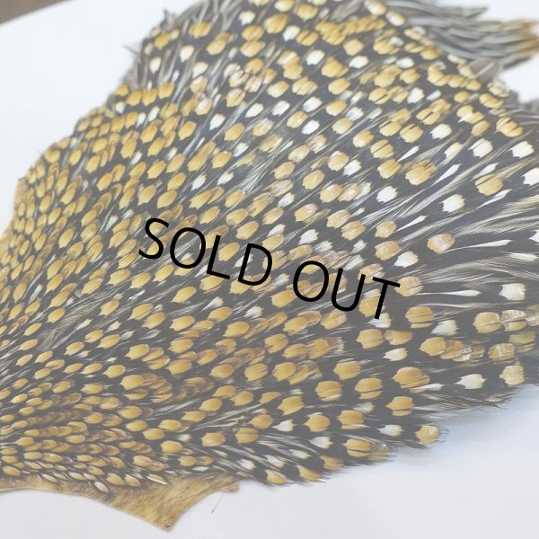 画像6: ジャングルコック AAA-1 (6)