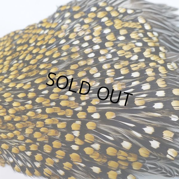 画像7: ジャングルコック AAA-1 (7)