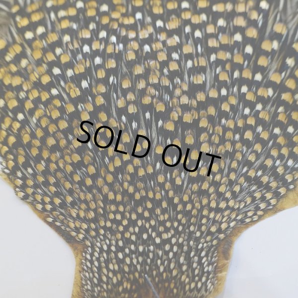 画像3: ジャングルコック S-1 (3)