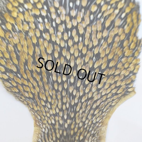 画像4: ジャングルコック AA-3 (4)