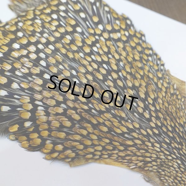 画像5: ジャングルコック AAA-1 (5)