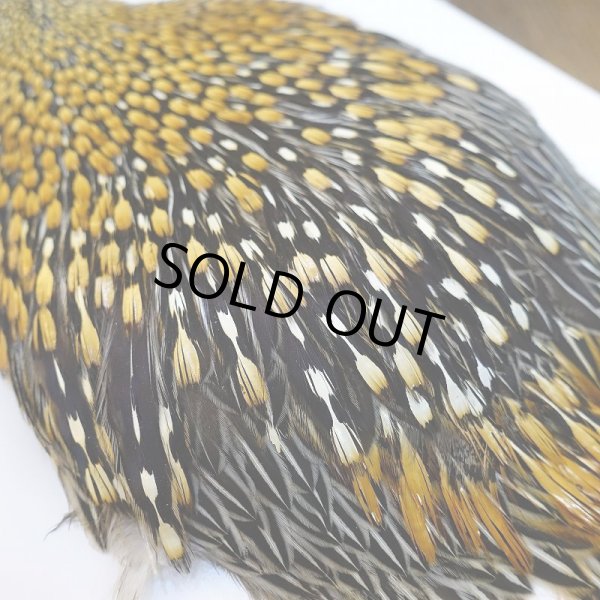 画像7: ジャングルコック AA-3 (7)