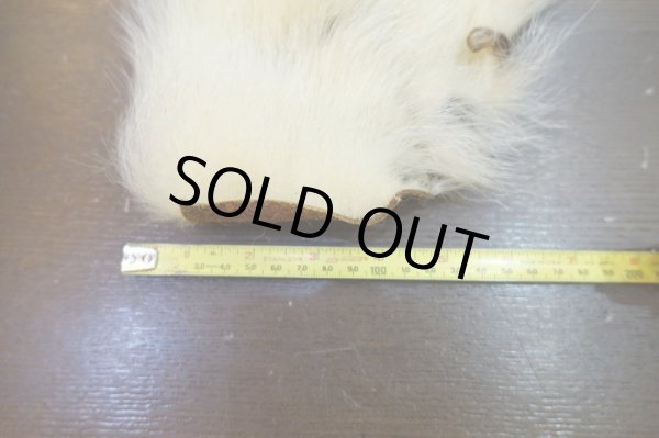 画像2: 【D】ポーラーベアー ナチュラル ラージカット 7 (2)