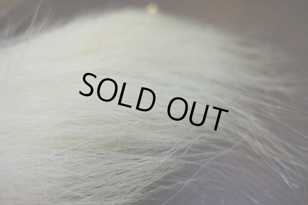 画像3: 【D】ポーラーベアー ナチュラル ラージカット 5 (3)