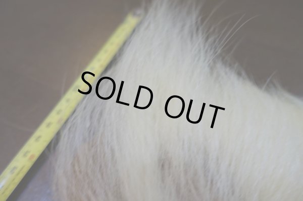 画像4: 【D】ポーラーベアー ナチュラル ラージカット 7 (4)