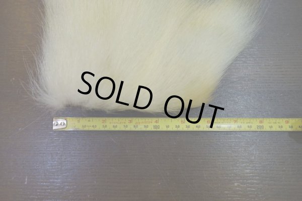 画像2: 【D】ポーラーベアー ナチュラル ラージカット 6 (2)