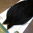 画像3: 【WHITING】Hebert ROOSTER CAPE PRO Grade - NA Black No.2 (3)