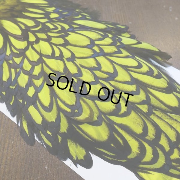 画像3: 【WHITING】American Hen Saddle BLW/FL YELLOW CHART (3)