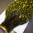 画像2: 【WHITING】American Hen Cape BLW/YELLOW (2)