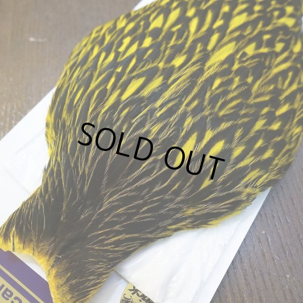 画像2: 【WHITING】American Hen Cape BLW/YELLOW (2)