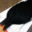 画像3: 【Whiting】ROOSTER CAPE Pro Grade - DYED BLACK No.1 (3)