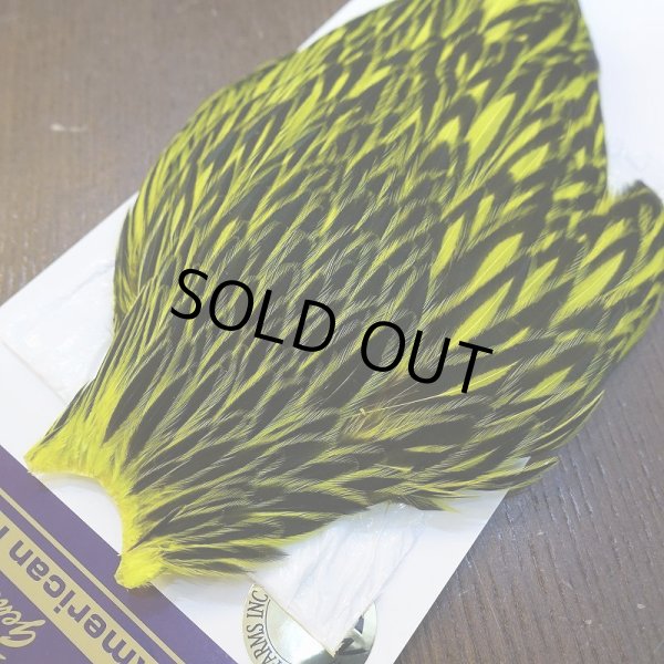 画像2: 【WHITING】American Hen Cape BLW/FL YELLOW CHART (2)