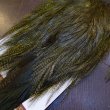 画像5: 【WHITING】Coq de Leon Saddle Bronze Grade - DYED BADGER/OLIVE (5)