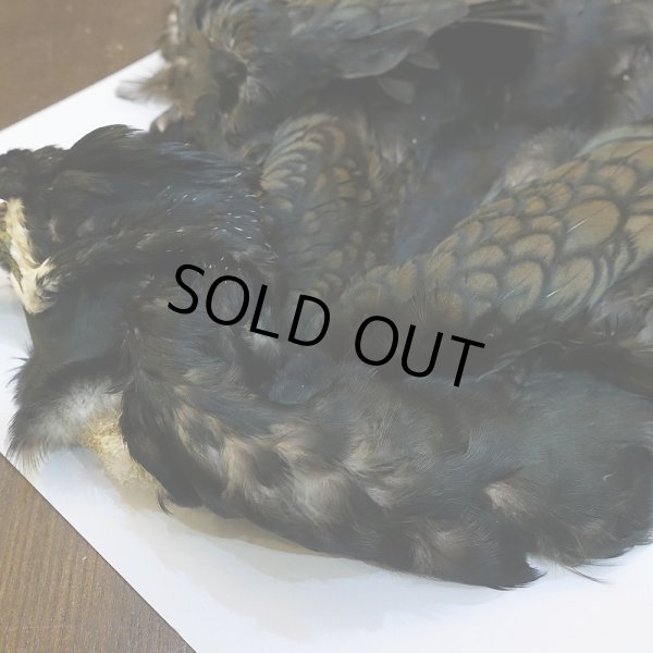 画像2: 【CANAL】Great cormorant コンプリート (2)