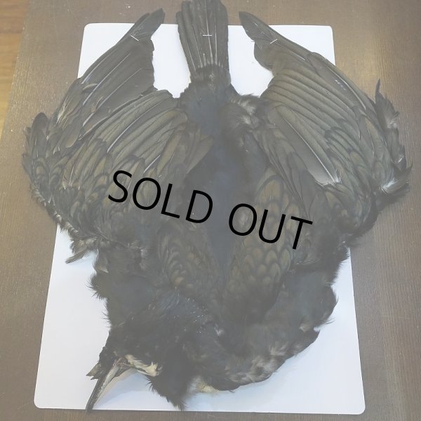 画像1: 【CANAL】Great cormorant コンプリート (1)